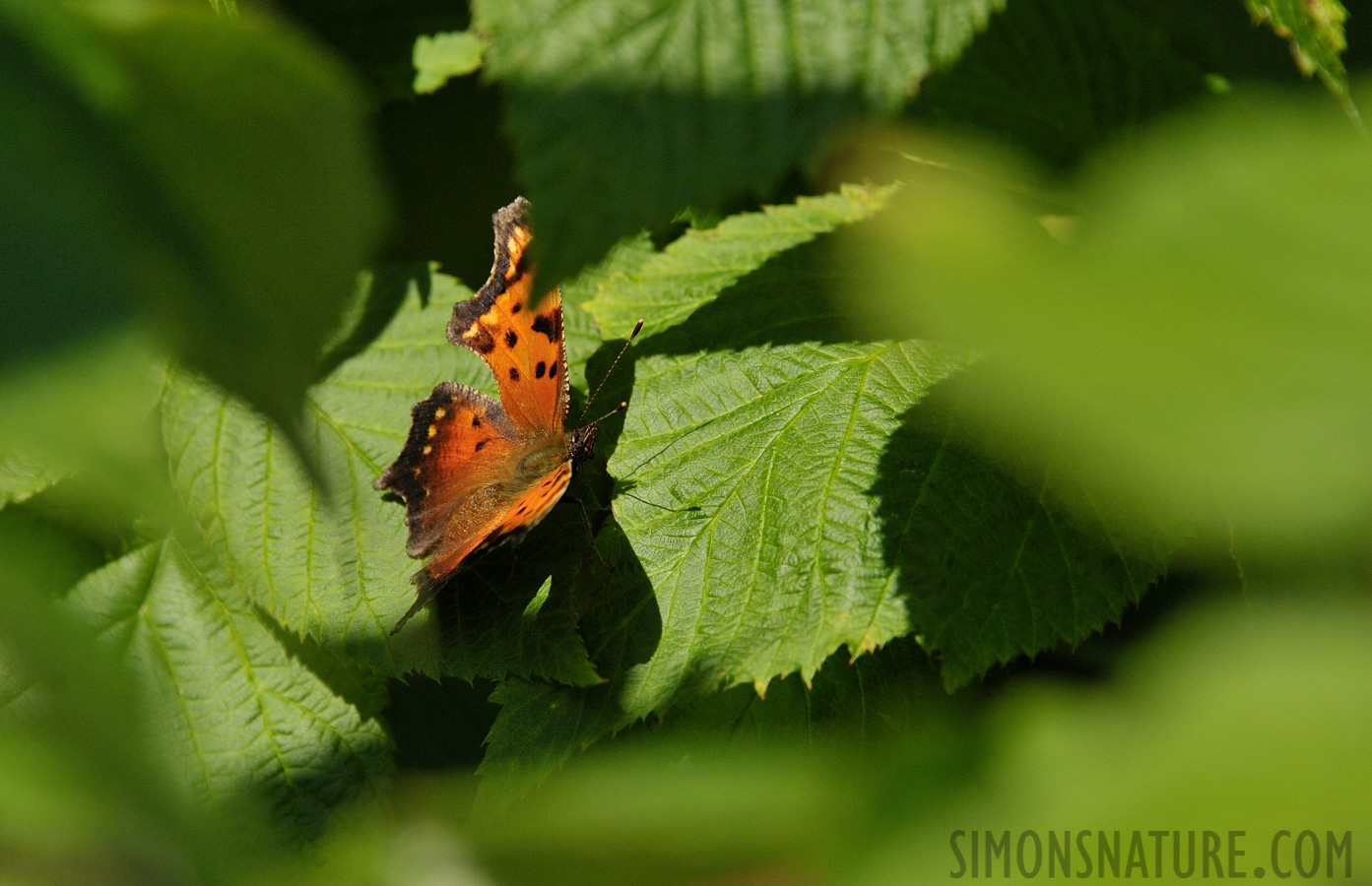 Polygonia comma [300 mm, 1/2000 sec at f / 8.0, ISO 1000]
